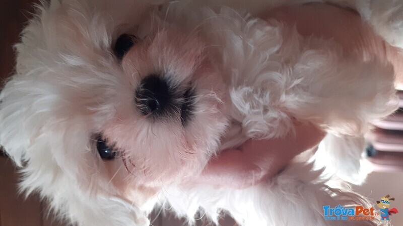 Cuccioli di Maltese con Pedigree Enci - Foto n. 2