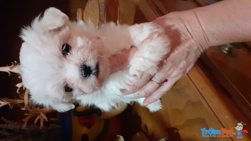 Cuccioli di Maltese con Pedigree Enci - Foto n. 3