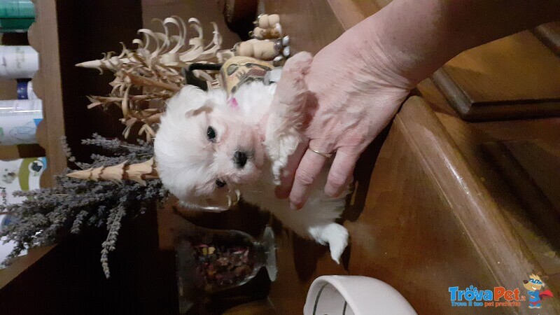 Cuccioli di Maltese con Pedigree Enci - Foto n. 5