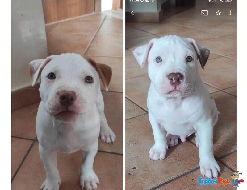 Vendo Pitbull red Nose - Foto n. 1