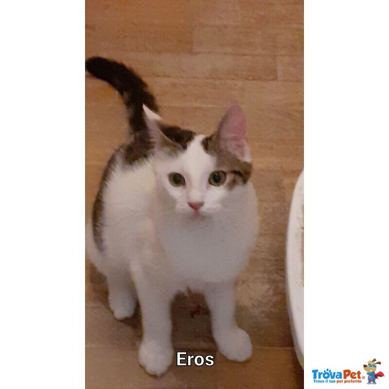 Eros-Gattino Dagli Occhi Meravigliosi - Foto n. 2