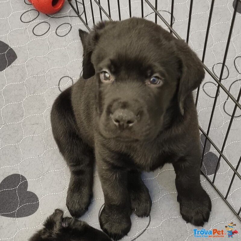 Cucciolo di Labrador Retriever Nero - Foto n. 2