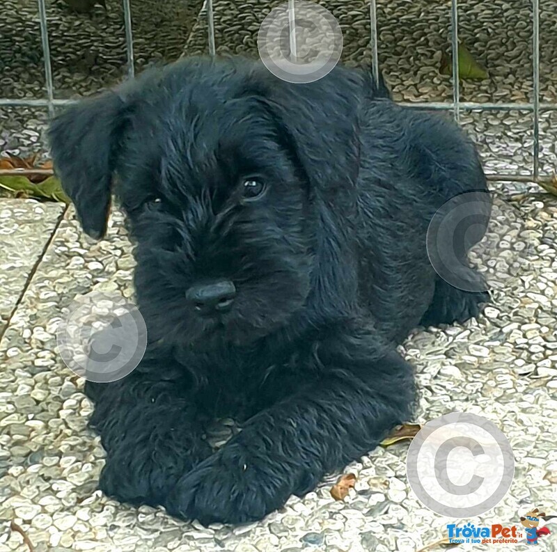 Cucciola Schnauzer nano Nero - Foto n. 1