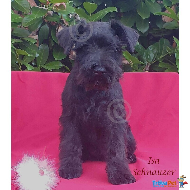 Cucciola Schnauzer nano Nero - Foto n. 2