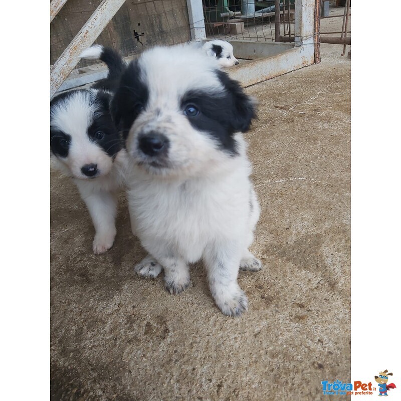 Border Collie - Foto n. 2