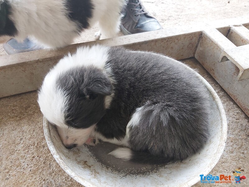 Border Collie - Foto n. 4