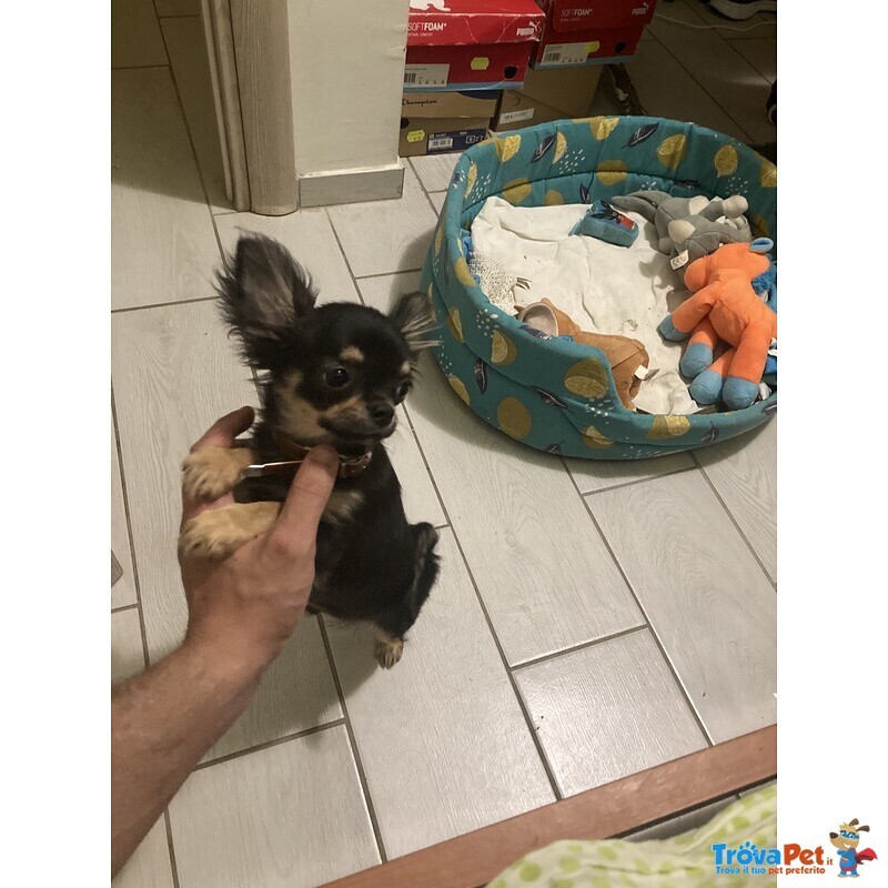 Chihuahua Maschio con Pedigree per Accoppiamento - Foto n. 1
