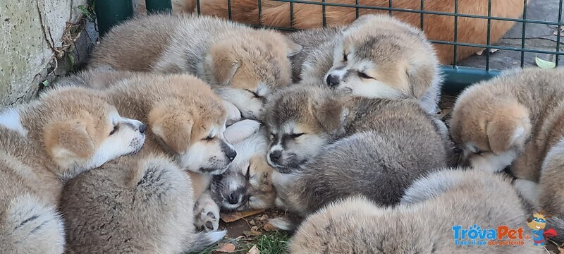 Cuccioli di Akita - Foto n. 5