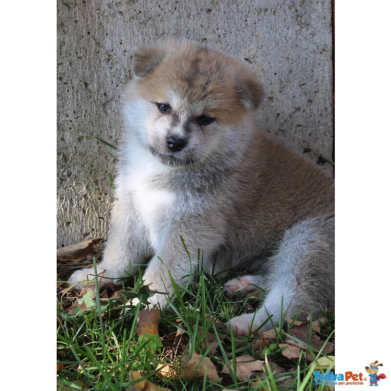 Cuccioli di Akita - Foto n. 1