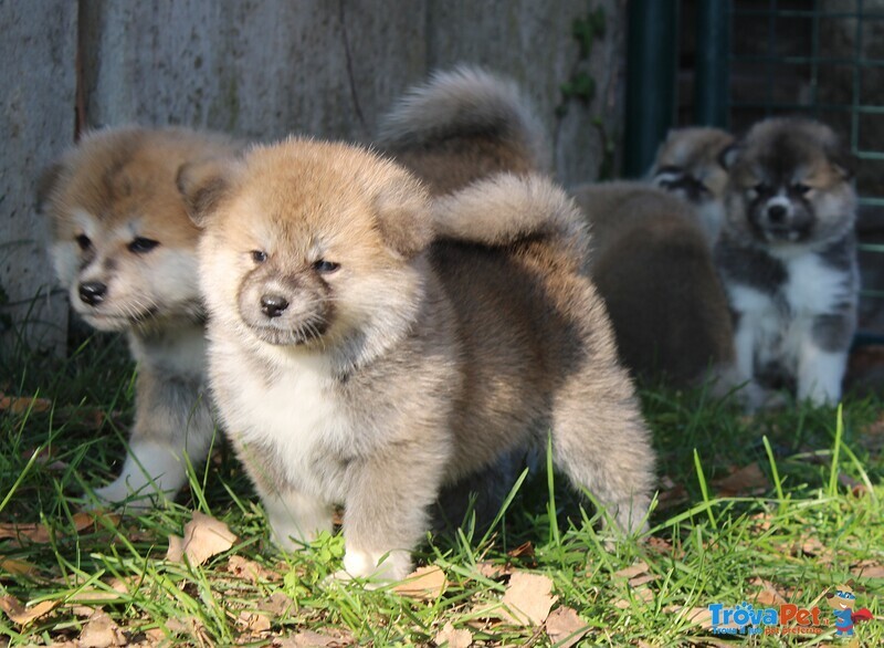 Cuccioli di Akita - Foto n. 6