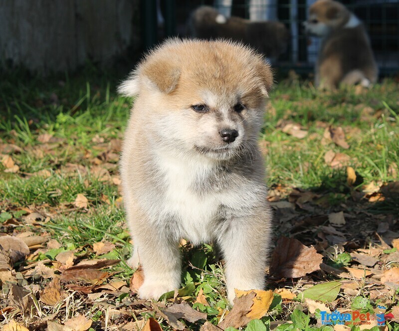 Cuccioli di Akita - Foto n. 7