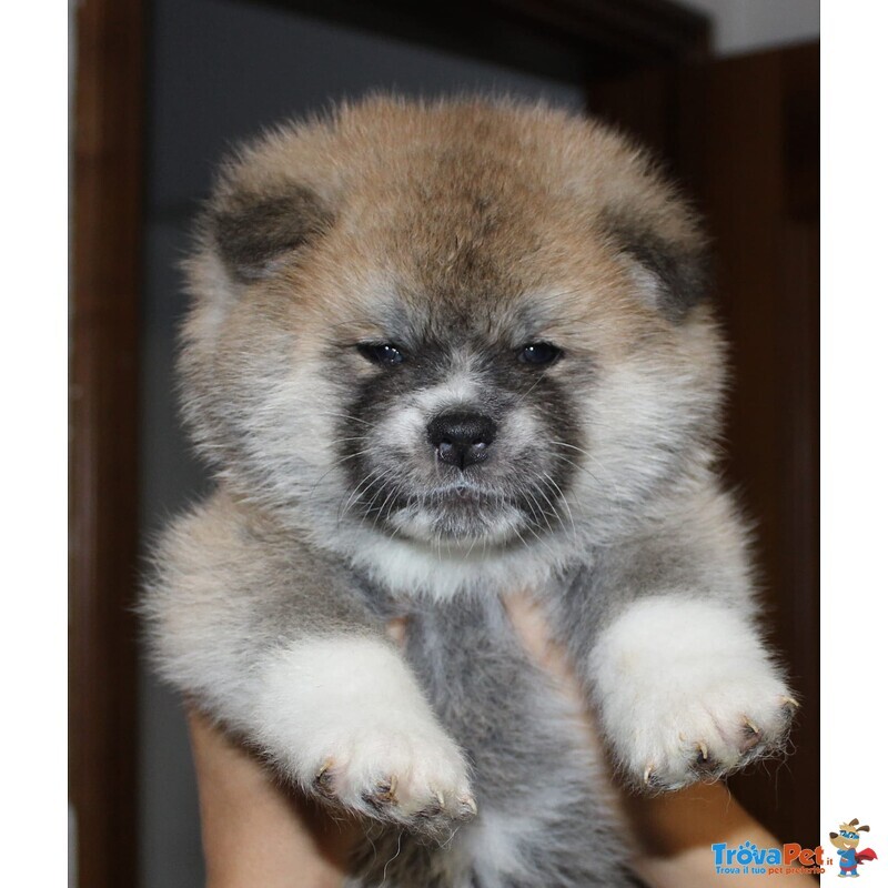 Cuccioli di Akita - Foto n. 8