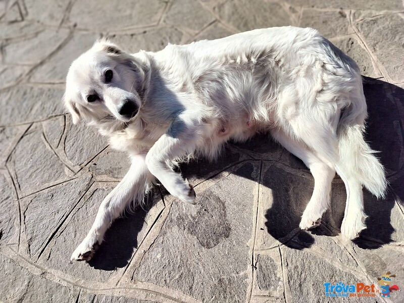 Vendo Adorabili Cuccioli di Pastore Maremmano - Foto n. 4