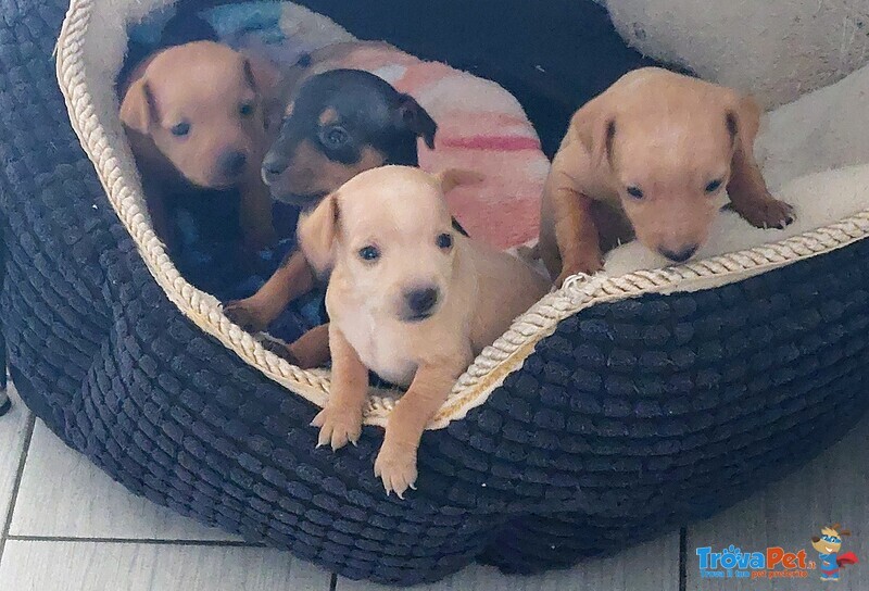 Cuccioli di Pinscher Originali - Foto n. 1