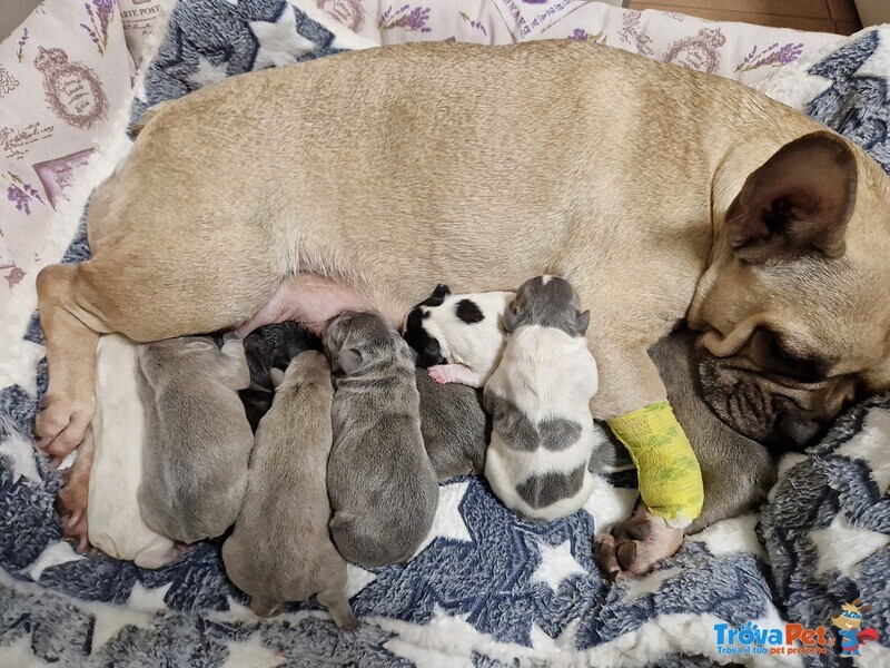 Cuccioli Bulldogfrancese - Foto n. 1