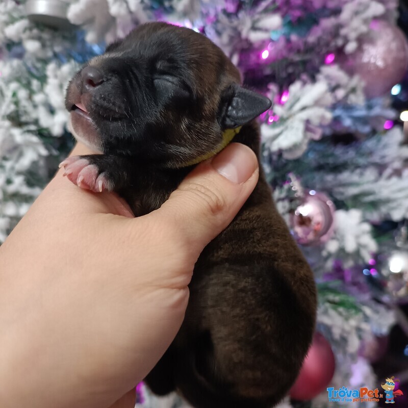 Staffordshire bull Terrier Cuccioli - Foto n. 2