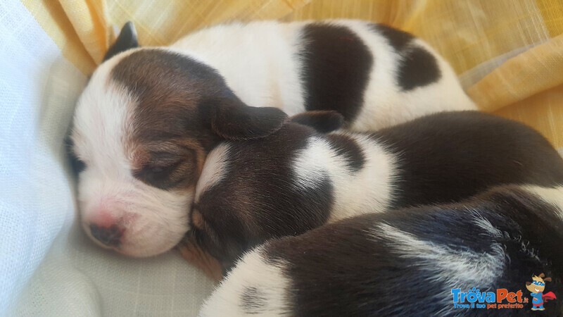 Cuccioli di Beagle con Pedigree Enci - Foto n. 1