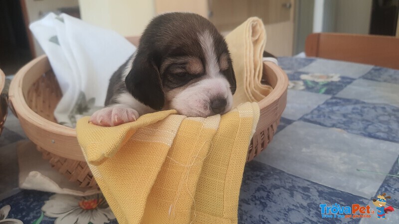 Cuccioli di Beagle con Pedigree Enci - Foto n. 2