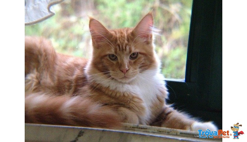 Cucciolo Gattino Maine coon Rosso Bianco Disponibile - Foto n. 1