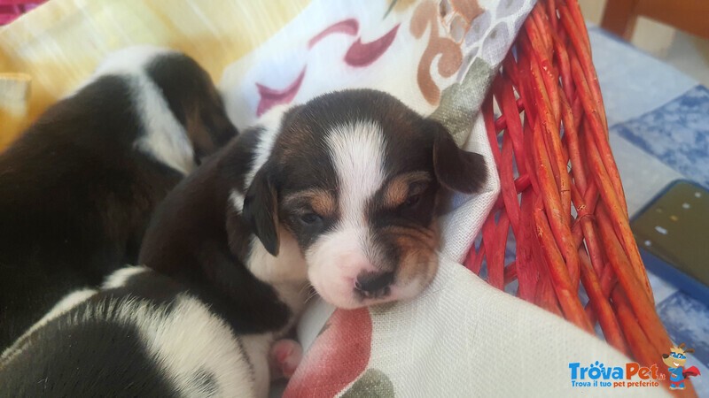 Cuccioli di Beagle con Pedigree Enci - Foto n. 4