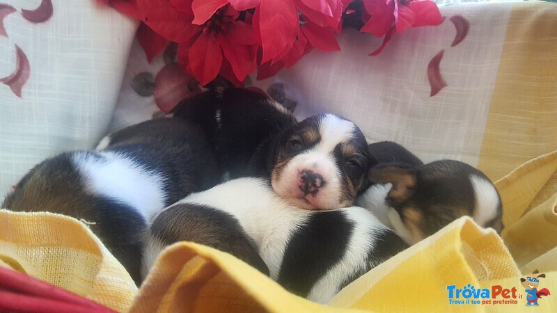 Cuccioli di Beagle con Pedigree Enci - Foto n. 5