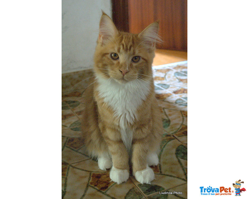 Cucciolo Gattino Maine coon Rosso Bianco Disponibile - Foto n. 2