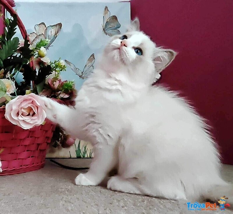 Splendide Gattine Ragdoll con Pedigree Afef - Foto n. 1