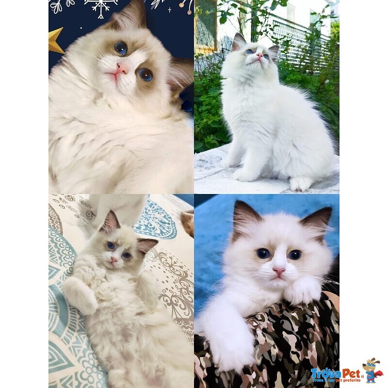 Splendide Gattine Ragdoll con Pedigree Afef - Foto n. 2