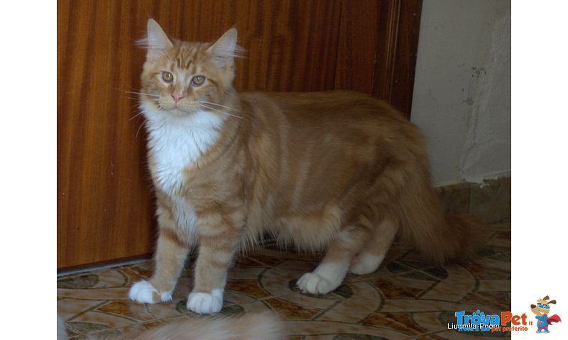 Cucciolo Gattino Maine coon Rosso Bianco Disponibile - Foto n. 3