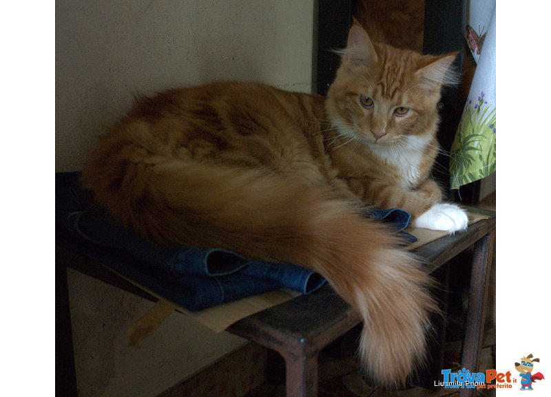 Cucciolo Gattino Maine coon Rosso Bianco Disponibile - Foto n. 4