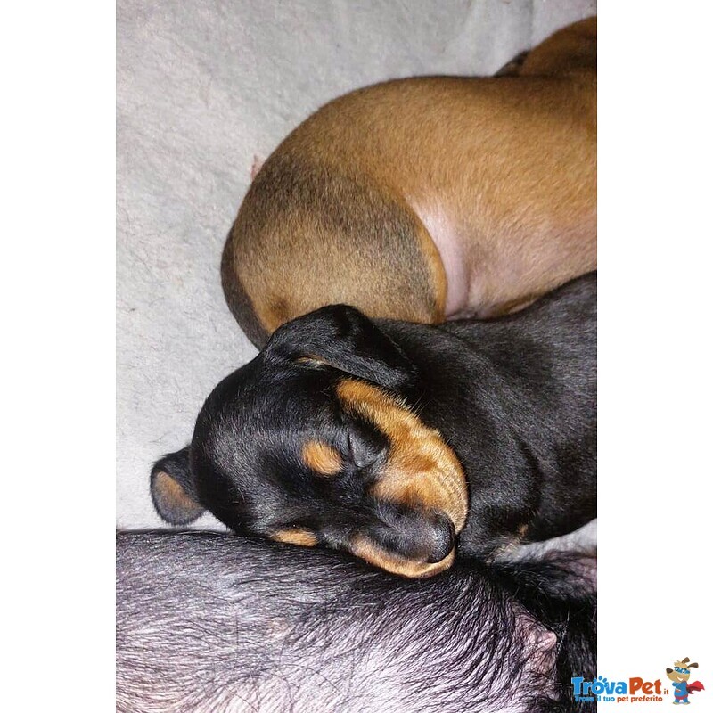 Cuccioli Bassotto nano pelo Corto nero Focato e Fulvo - Foto n. 1