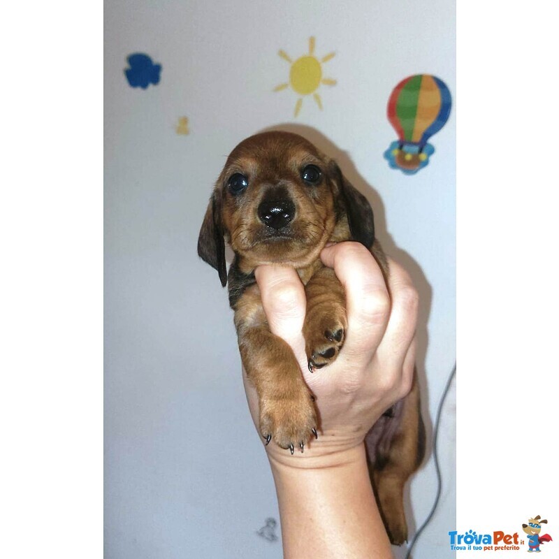 Cuccioli Bassotto nano pelo Corto nero Focato e Fulvo - Foto n. 2