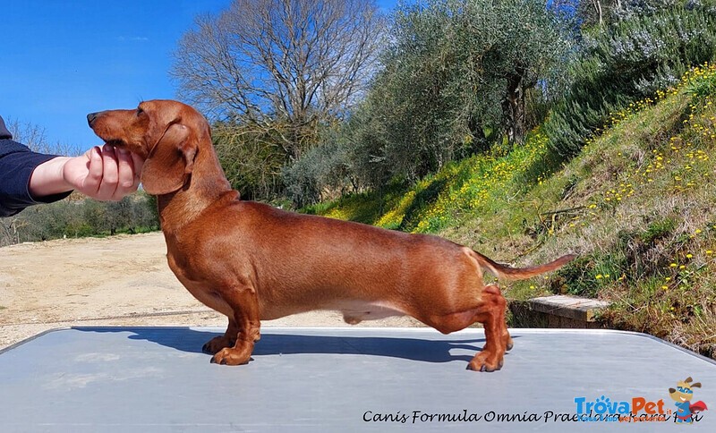 Bassotto Kaninchen Fulvo pelo Corto - Disponibile per Monte - Foto n. 1