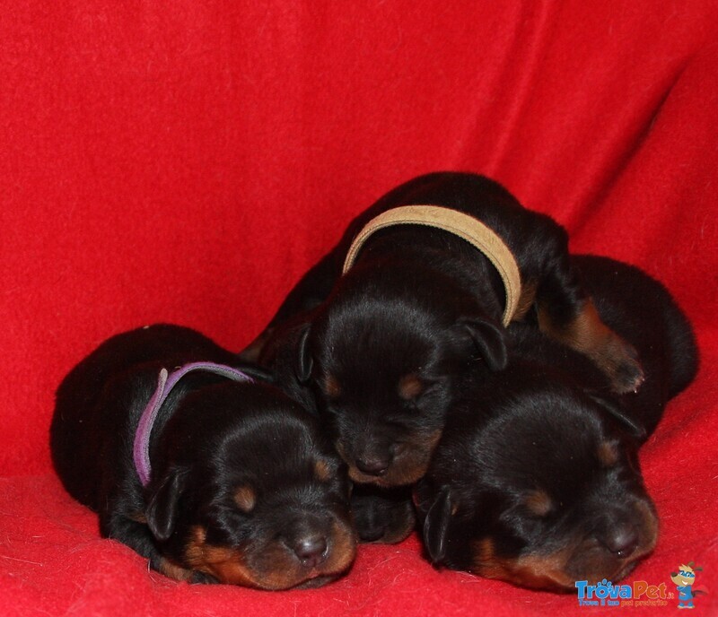 Cuccioli di Rottweiler Disponibili in Allevamento - Foto n. 4