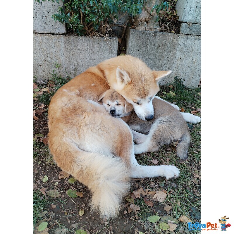 Akita Cuccioli Disponibili - Foto n. 3