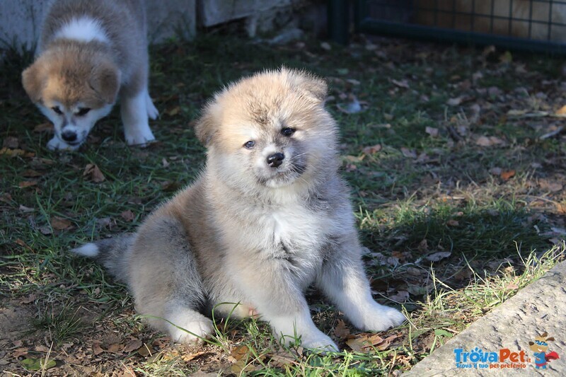 Akita Cuccioli Disponibili - Foto n. 5