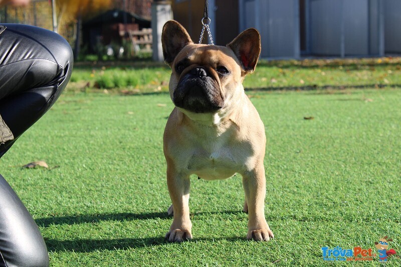 Cuccioli di Bulldog Francese - Foto n. 4