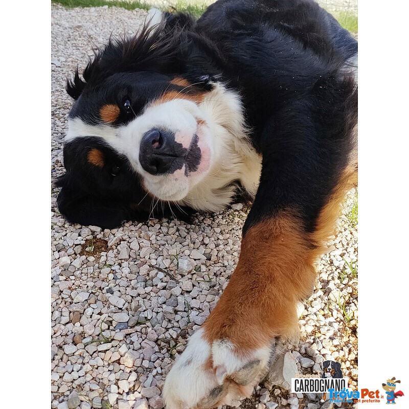 Cuccioli di Bovaro del Bernese con Pedigree - Foto n. 1