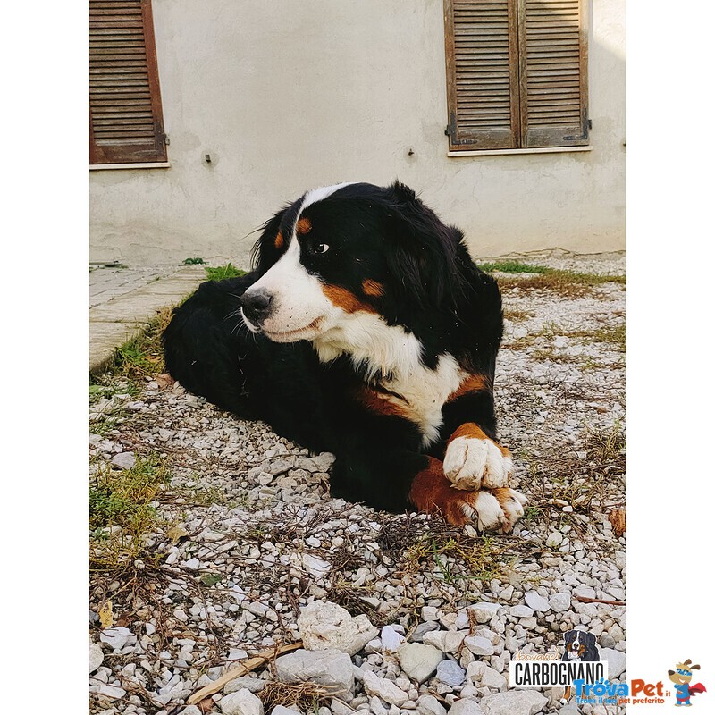 Cuccioli di Bovaro del Bernese con Pedigree - Foto n. 2