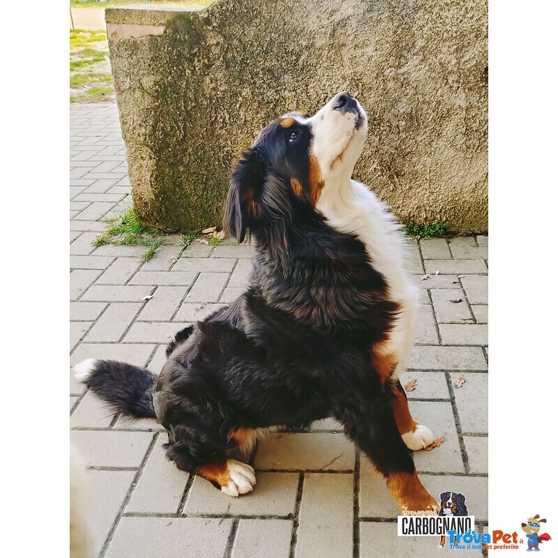 Cuccioli di Bovaro del Bernese con Pedigree - Foto n. 3