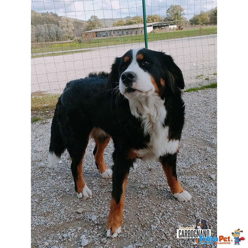 Cuccioli di Bovaro del Bernese con Pedigree - Foto n. 4