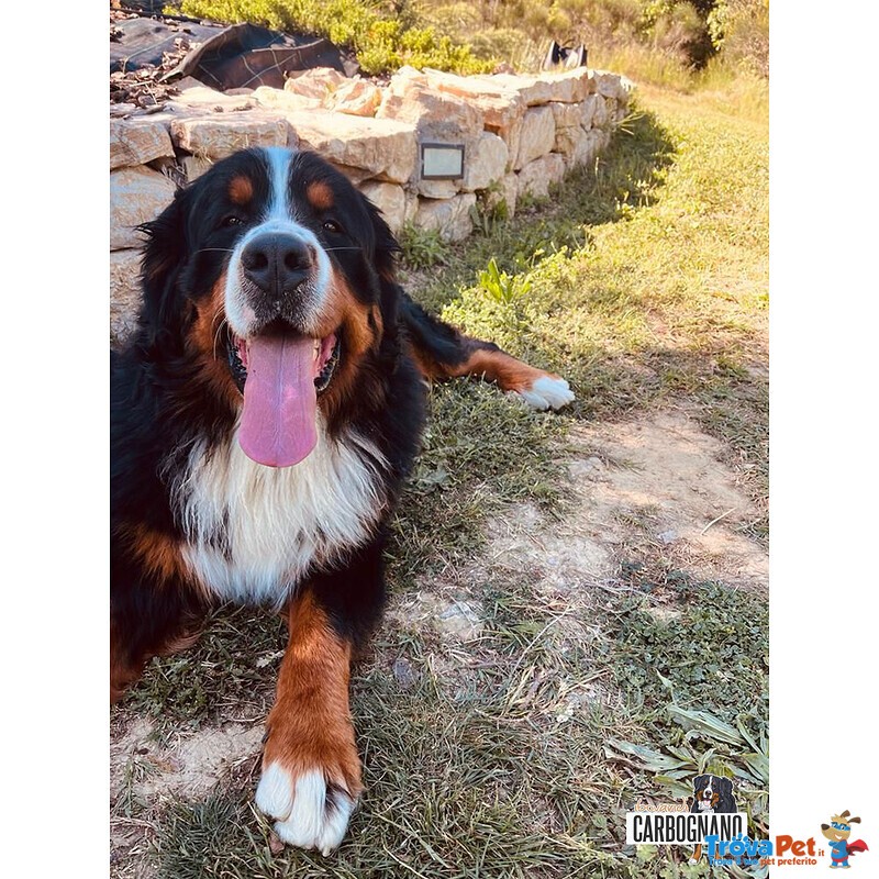 Cuccioli di Bovaro del Bernese con Pedigree - Foto n. 5