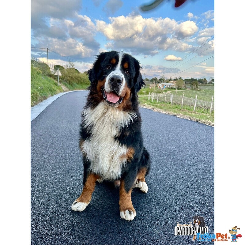 Cuccioli di Bovaro del Bernese con Pedigree - Foto n. 6