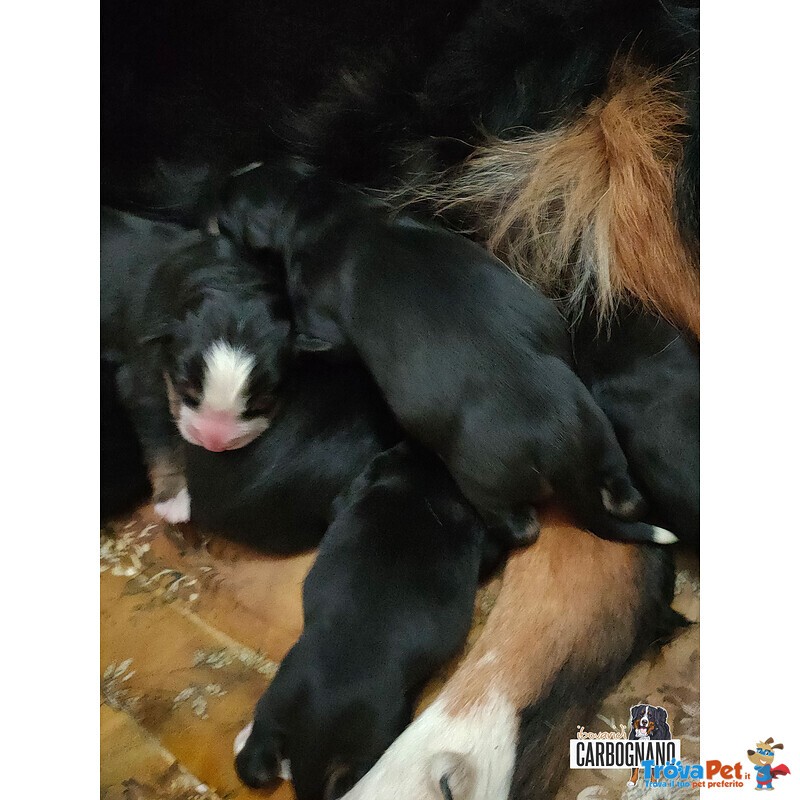 Cuccioli di Bovaro del Bernese con Pedigree - Foto n. 8