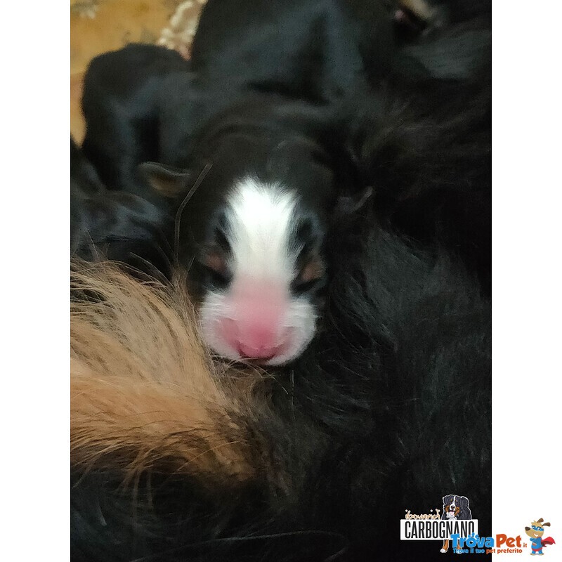 Cuccioli di Bovaro del Bernese con Pedigree - Foto n. 9