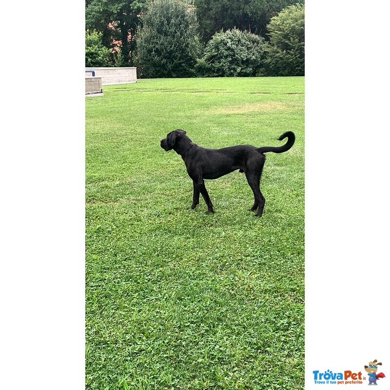 Regalo Cucciolo di cane Corso - Foto n. 2