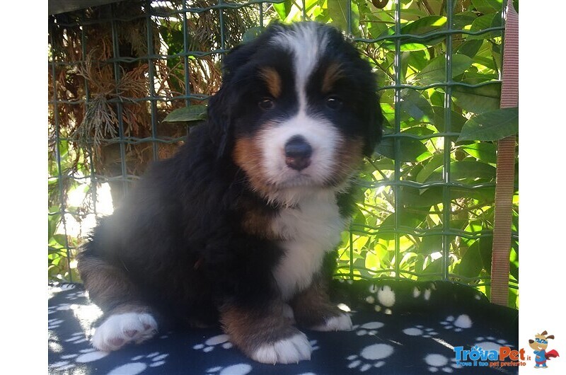 Cuccioli di Bovaro del Bernese - Foto n. 2