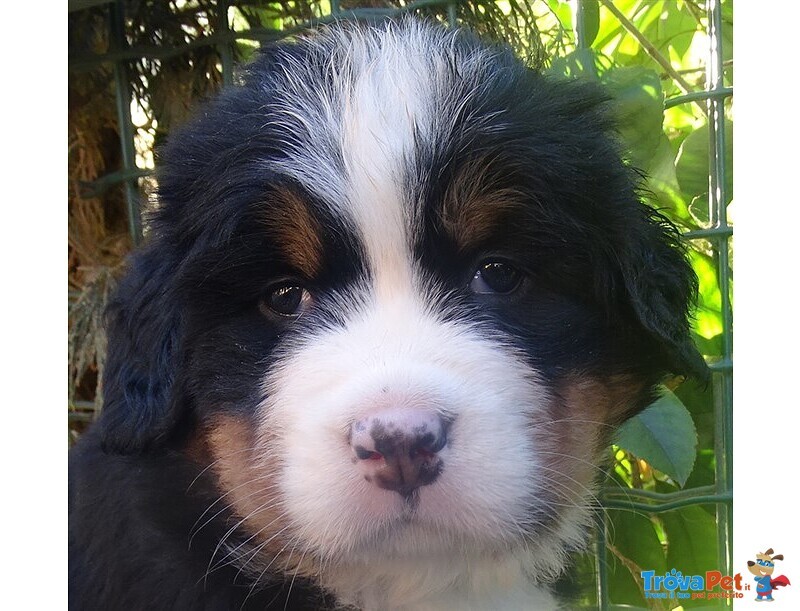 Cuccioli di Bovaro del Bernese - Foto n. 1