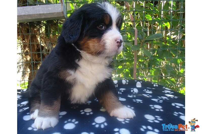 Cuccioli di Bovaro del Bernese - Foto n. 3