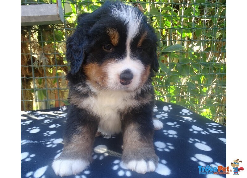 Cuccioli di Bovaro del Bernese - Foto n. 4